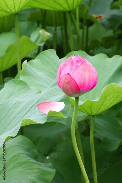 Fototapeta A pink lotus bud stands tall among large green leaves, with a single petal resting on a leaf, showing calm and natural beauty in Ueno, Japan.