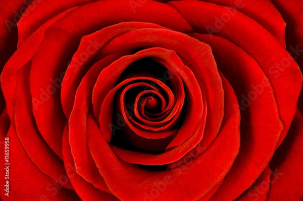 Obraz Detail of red rose