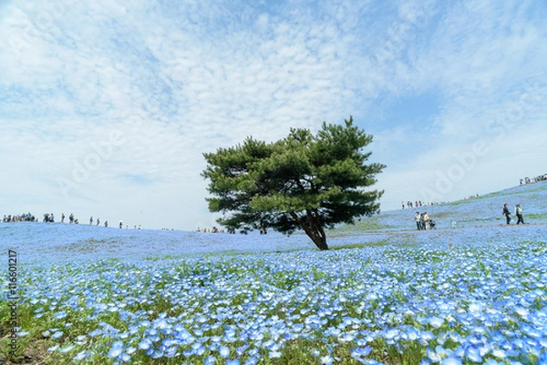 Obraz Field of Nemophila with tree at Nemophila, Hitachi Seaside Park,