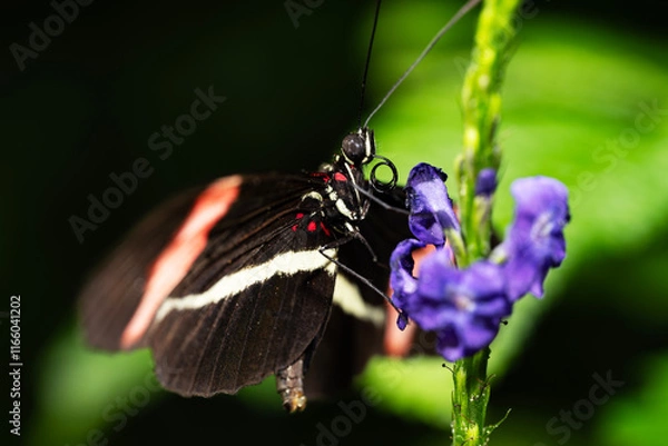 Obraz Red Postman Butterfly