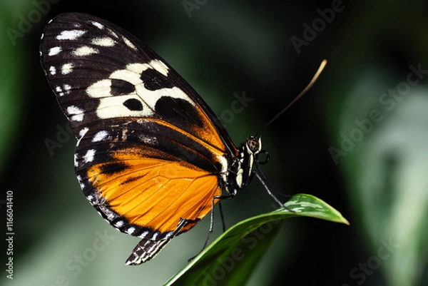 Obraz Tiger Longwing Butterfly