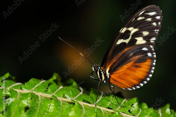 Obraz Tiger Longwing Butterfly