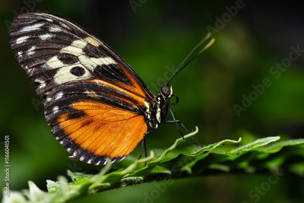 Obraz Tiger Longwing Butterfly