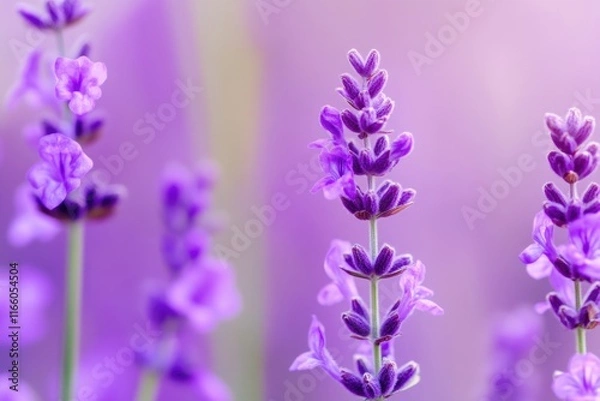 Fototapeta A detailed view of a cluster of purple flowers, perfect for highlighting beauty in small spaces