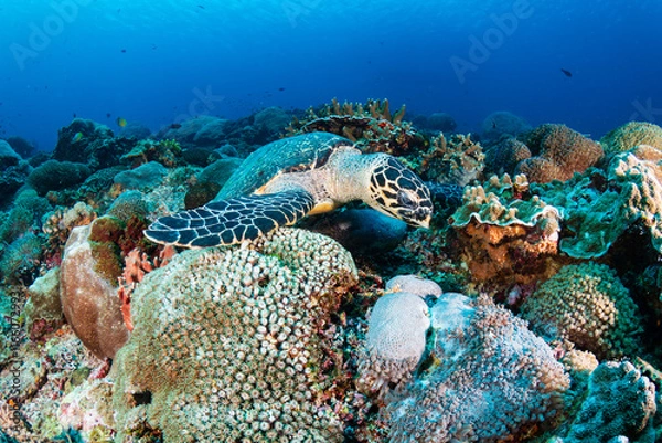 Fototapeta Well camouflaged Hawksbill Turtle on a coral reef