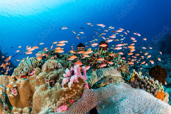 Obraz Colorful anthias and other tropical fish around hard corals on a healthy Indonesian reef