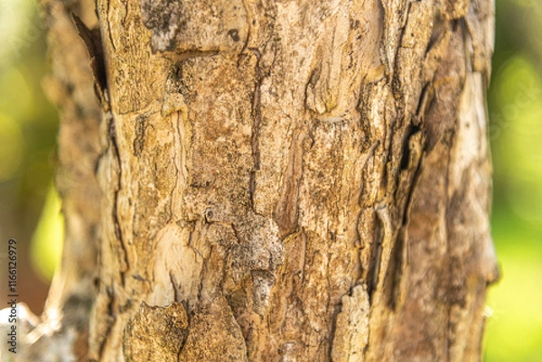 Fototapeta Eugenia uniflora L tree trunk