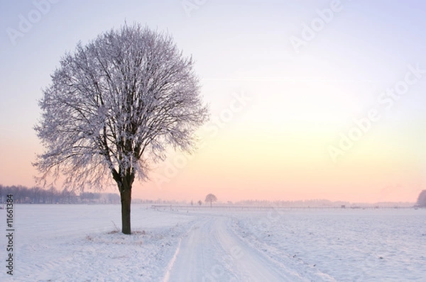 Obraz lone standing sunset winter tree