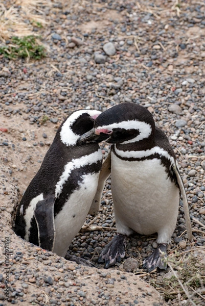 Fototapeta Magellanic penguin couple shows affection to each other near their nest in Punta Tombo, Patagonia, Argentina.