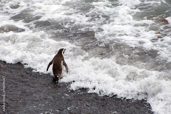 Fototapeta A lone, Magellanic penguin enters the ocean from a beach in Patagonia, Argentina in the summertime.