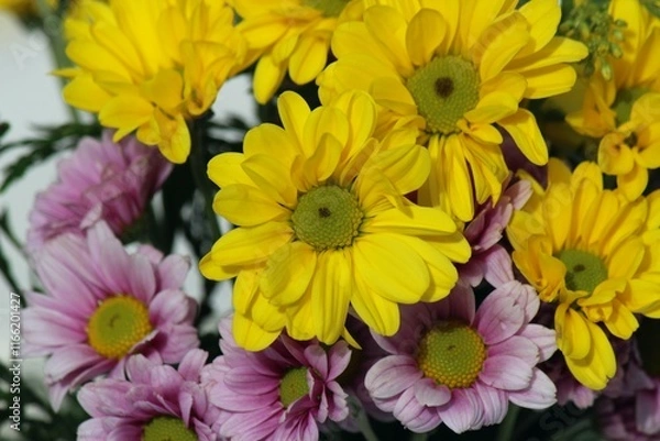 Obraz Cluster of yellow flowers together, with panoramic views in the sun.