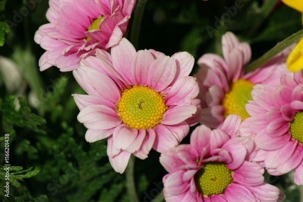 Obraz Set of pink flowers together.