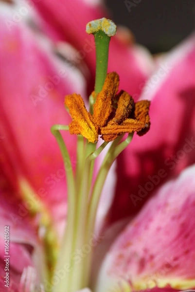 Obraz Lily pollen highlighted.