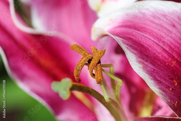 Obraz Lilies with five pink and white petals with the pollen of the central peduncle standing out, under strong sunlight.