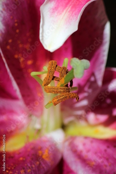 Obraz Lilies with five pink and white petals with the pollen of the central peduncle standing out, under strong sunlight.
