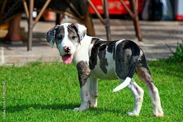 Obraz Great Dane puppy on green lawn.