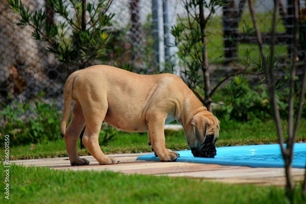 Obraz A large, golden-furred puppy mastiff with keen eyes leans in to savor the crystal-clear water of a pool.