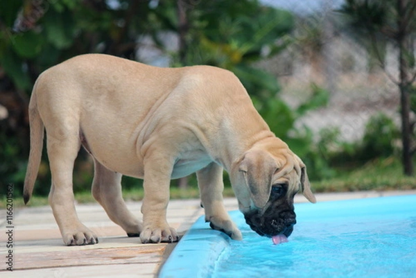 Obraz A large, golden-furred puppy mastiff with keen eyes leans in to savor the crystal-clear water of a pool.