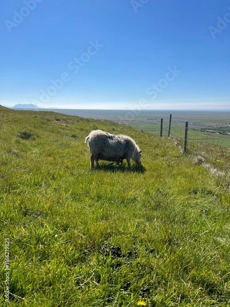 Fototapeta Sheep on a mountain in a field 