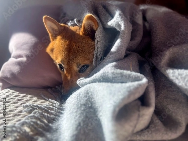 Fototapeta Pensive Shiba Inu with a sorrowful expression, head nestled under a blanket. The mood is reflective and contemplative. High quality close-up photo. copy space available.