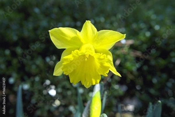 Obraz Narcissus sp. - Daffodils Blooming in the Garden

