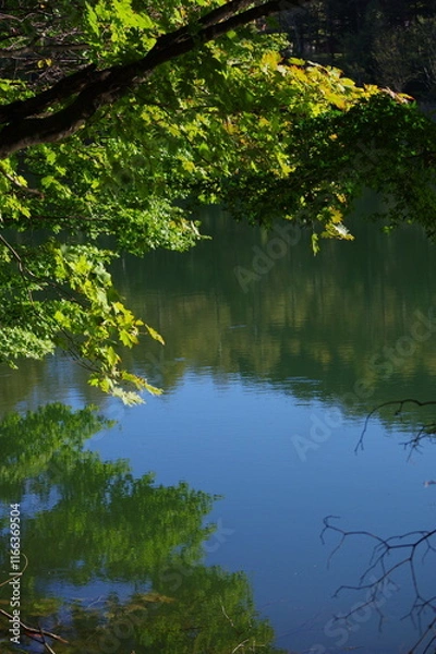 Fototapeta 水面に映る緑 K3DP1484