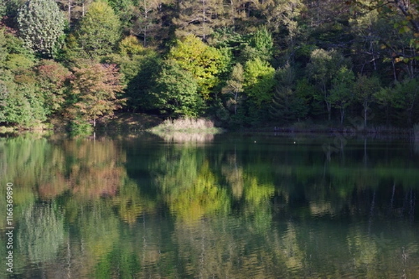 Obraz 緑が池に反映1 K3DP1491