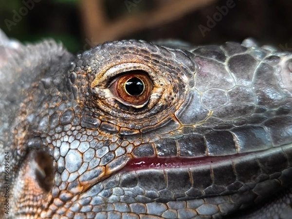 Fototapeta close-up of iguana head and eyes on dark background