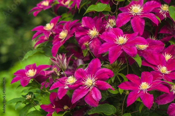 Obraz purple clematis in garden