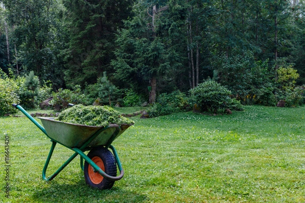 Fototapeta Wheelbarrow with cut grass in the garden. a park.  cart  one wheel.