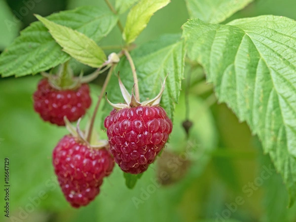 Obraz Maliny, Rubus idaeus