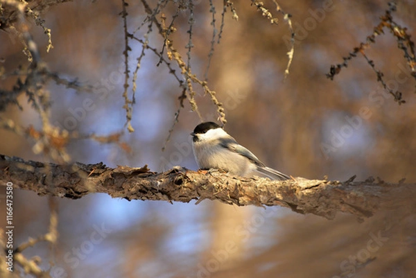 Obraz spotted woodpecker