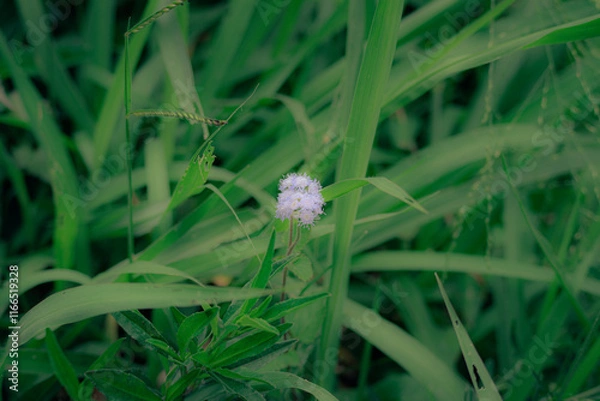 Obraz flowers among the green grass