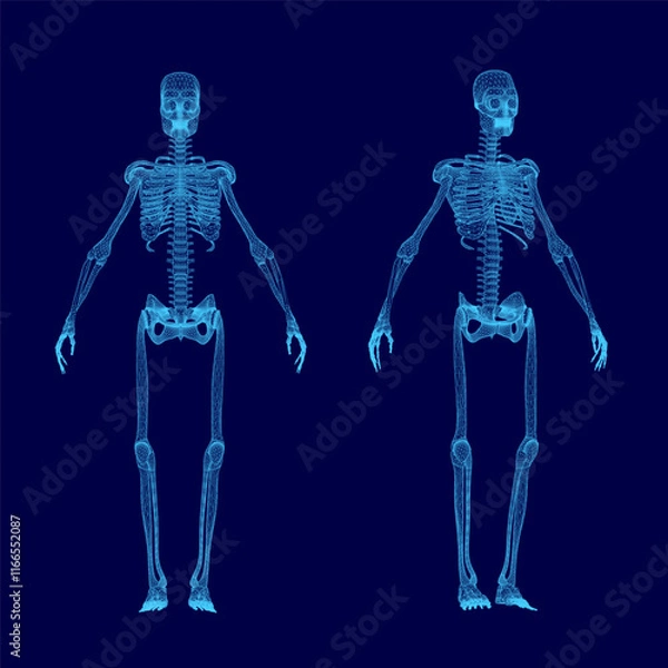 Fototapeta Two skeletons are shown in blue, one of which is missing a head. The skeletons are standing in a blue background, and they appear to be in a digital or computer-generated image