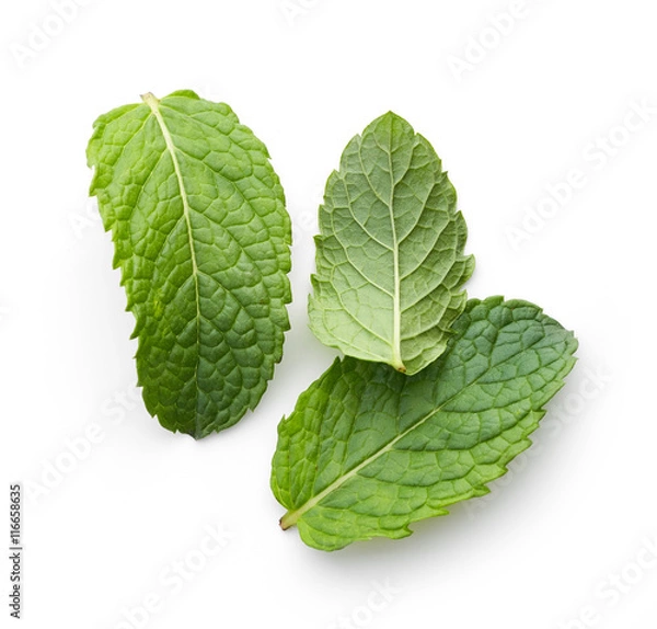 Obraz fresh green mint leaves