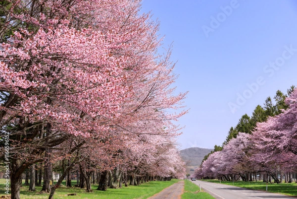 Obraz 北海道新ひだか町、さくら名所100選に選ばれた二十間道路の桜並木【4月】