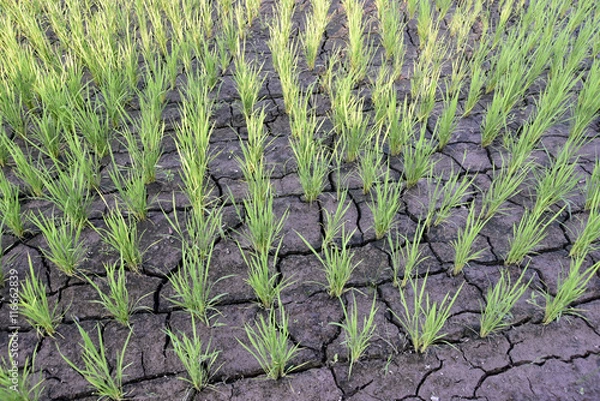 Obraz 田植えを終えた水田