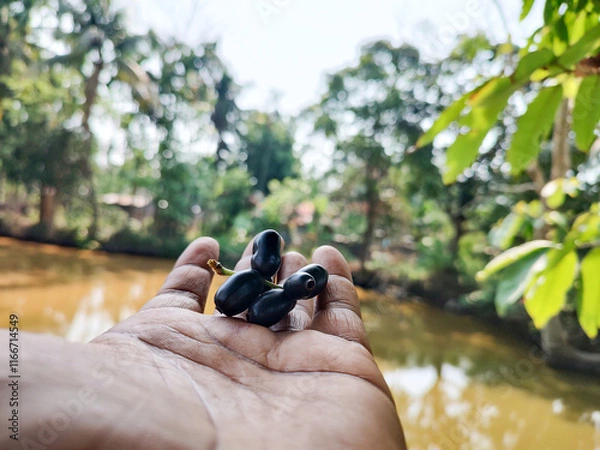 Fototapeta Small Bunch of Black Plum in Palm Under Sunlight: A Fresh Harvest Moment