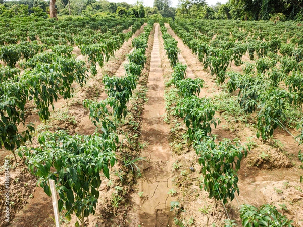 Fototapeta Row of Green Chili Plants with Clear Passage for Farmers in a Vibrant Agricultural Field