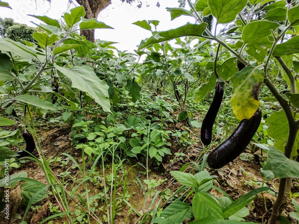 Fototapeta Row of Green Chili Plants with Clear Passage for Farmers in a Vibrant Agricultural Field