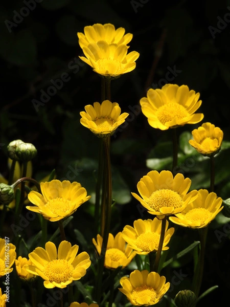 Obraz 陽光跳ねる