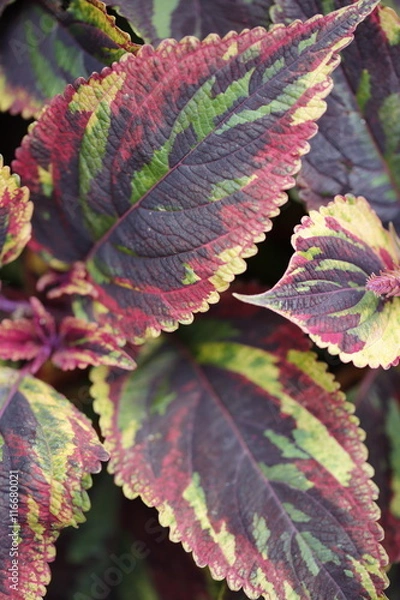 Obraz Plant coleus blumei combat