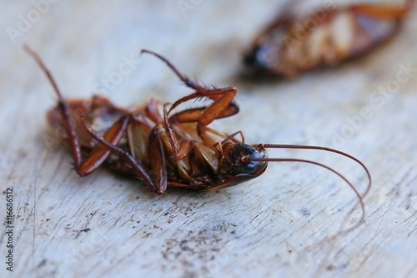 Obraz cockroaches