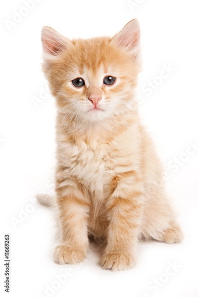 Obraz Small kitten on white background