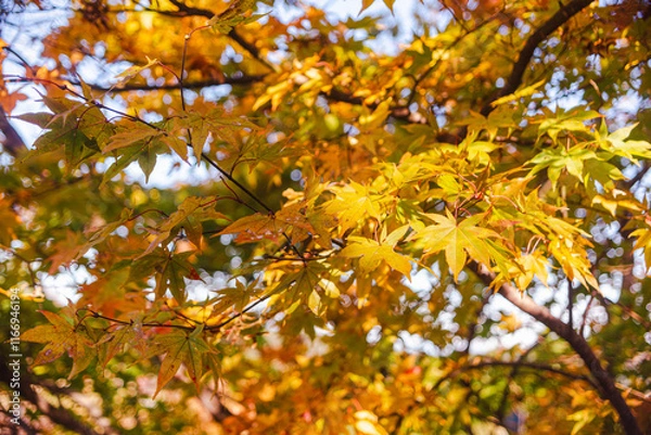 Fototapeta 桜山公園　紅葉風景　紅葉　もみじ
紅葉狩り２