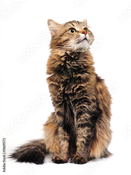 Fototapeta Tabby cat
