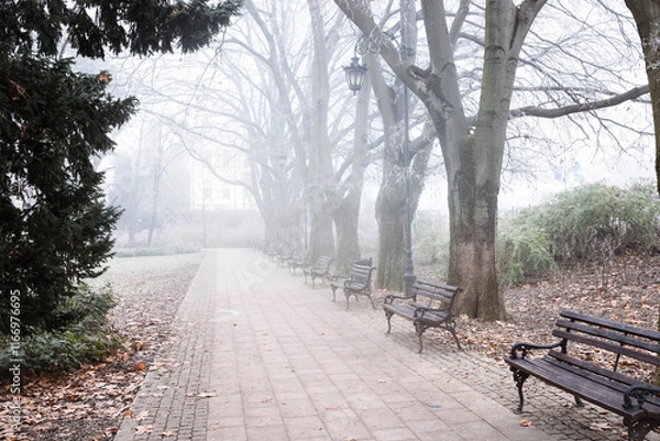 Obraz Magical foggy morning with frozen trees in the park Novi Sad Serbia