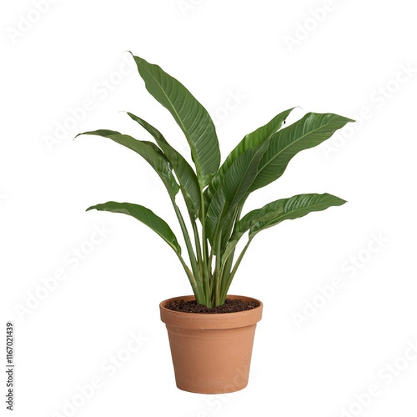 Fototapeta a plant in a brown pot on a transparent background, PNG image, PNG file, Generative art.