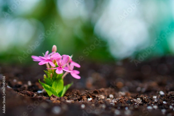 Fototapeta Close up of Pink flower and leaves in earth on blur background