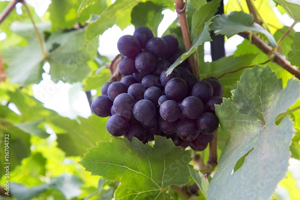 Obraz Red wine grapes background/ dark grapes, blue grapes , Red Grape , Vitis vinifera L. , VITACEAE , Cardinal Grape , Emperor Grape